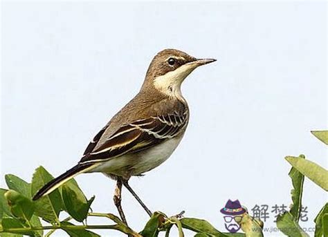 養鳥禁忌|【鳥風水】養鳥風水知多少？居家養鳥禁忌大公開，讓你財運亨通。